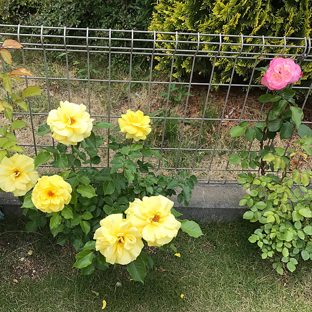 実例写真