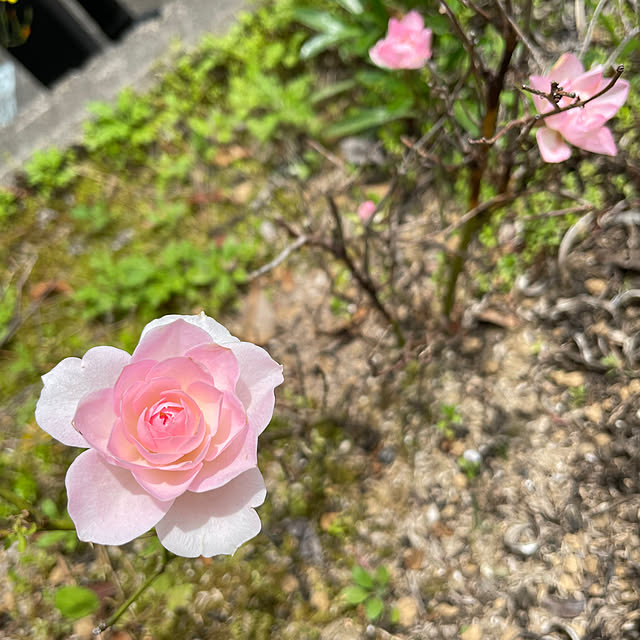 kakoさんの実例写真