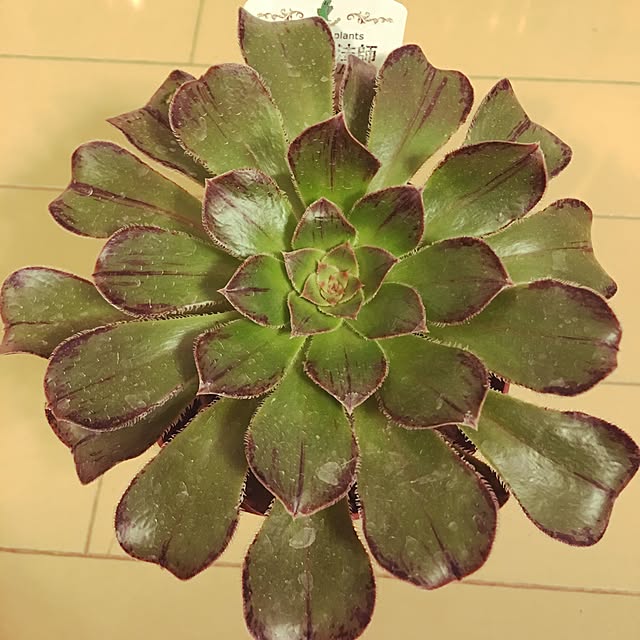 sako156cmさんの実例写真