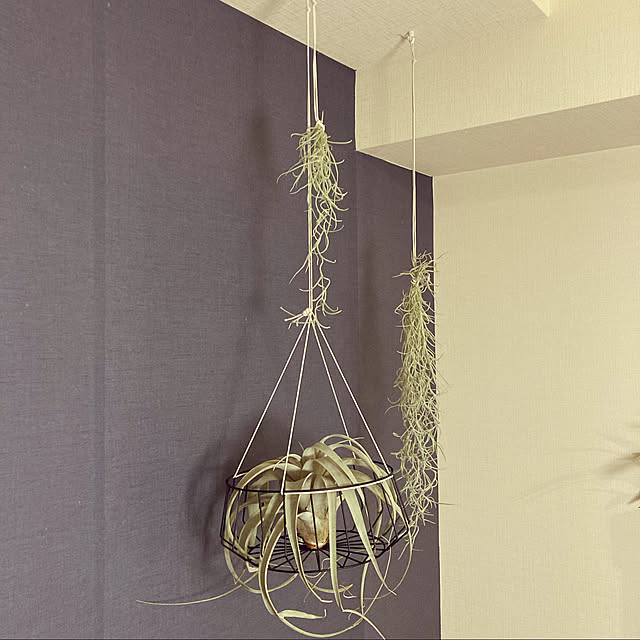 観葉植物/壁/天井のインテリア実例 - 2022-03-19 20:48:32