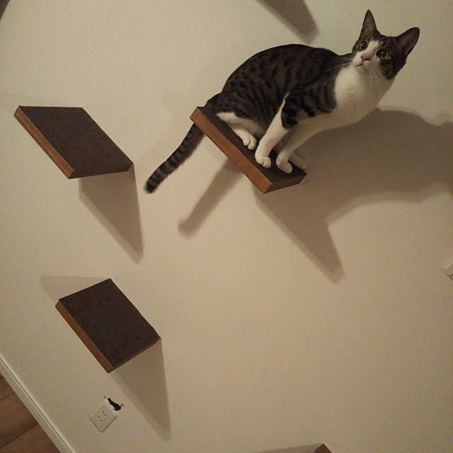 shiiiさんの実例写真