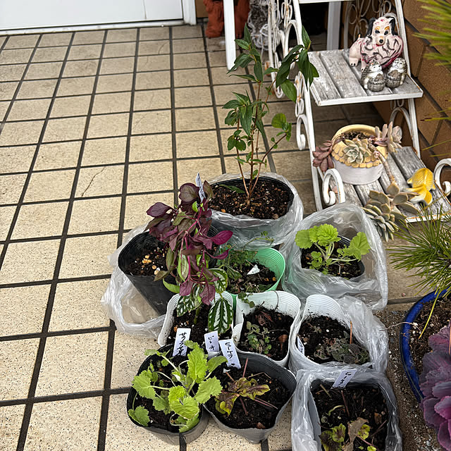 chIoeさんの部屋