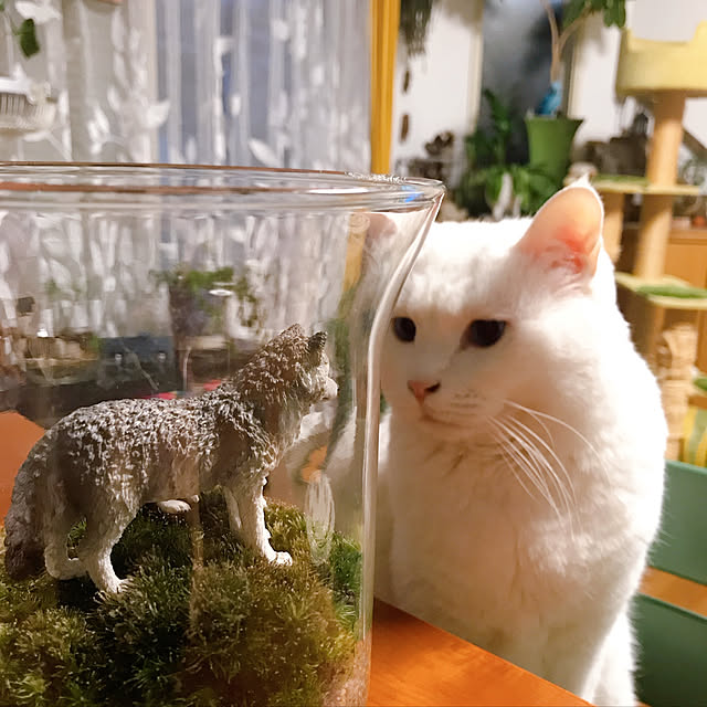 nyanko-beamさんの実例写真