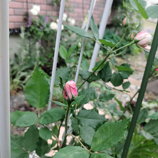 kiraさんの部屋