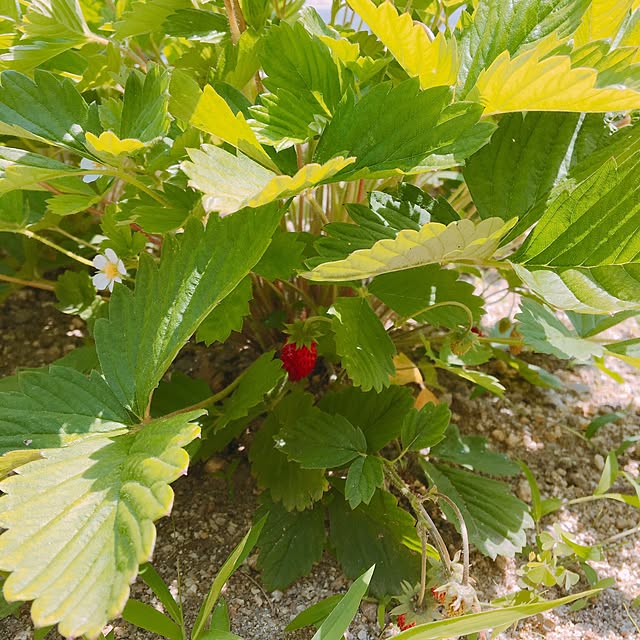 mtk_homeさんの実例写真