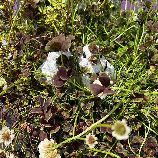 AYUKOさんの実例写真