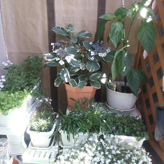 hanakusukuさんの実例写真