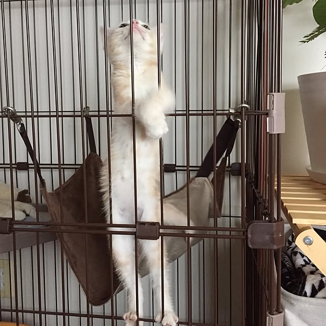 hiyupan88さんの実例写真