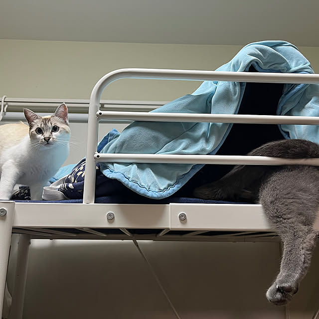 nekoさんの部屋