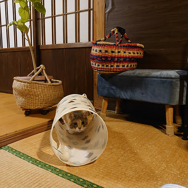 fukuさんの実例写真