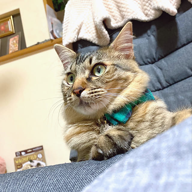 prelumoさんの実例写真