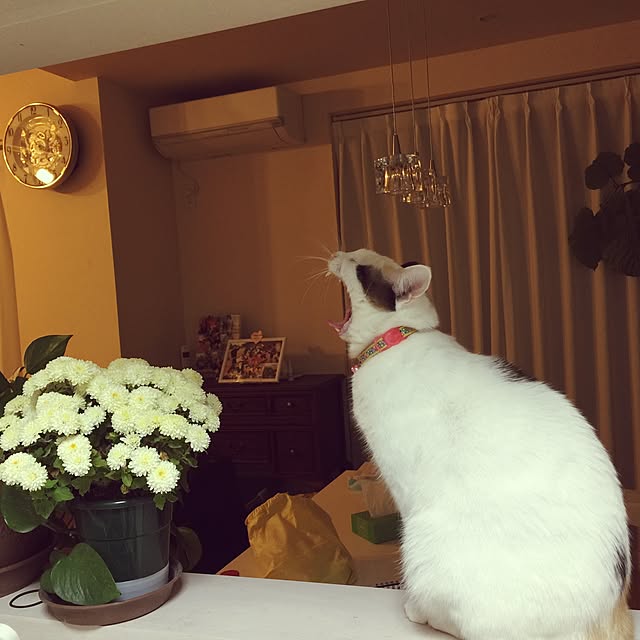 mi_koさんの実例写真