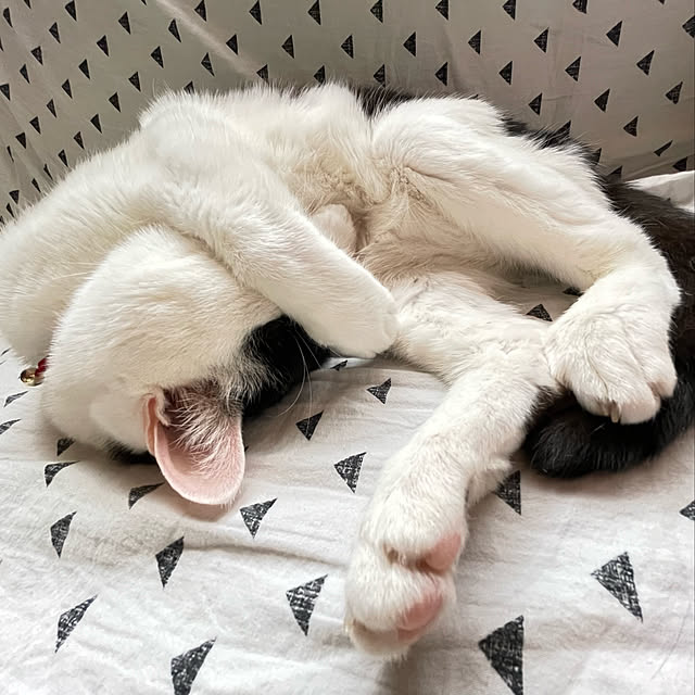 nekosamaさんの実例写真