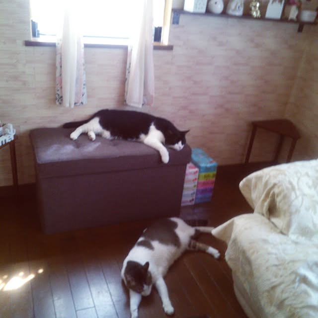 Tomopさんの実例写真