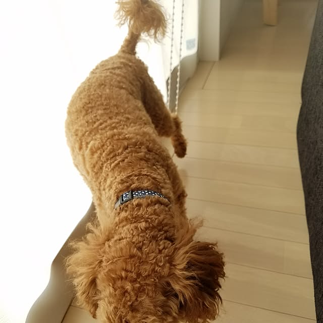 kikoさんの実例写真