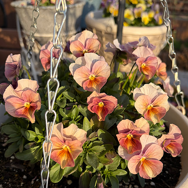 ronronさんの部屋