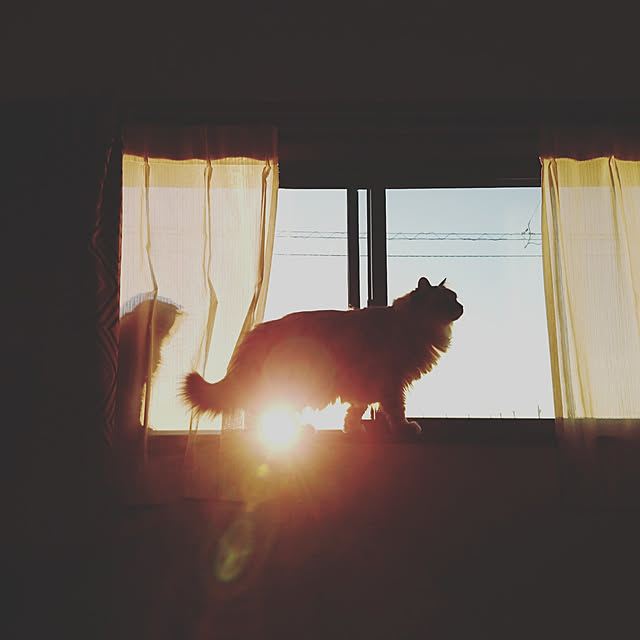 monamocoaraさんの実例写真