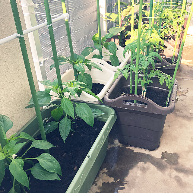 hanachanさんの部屋