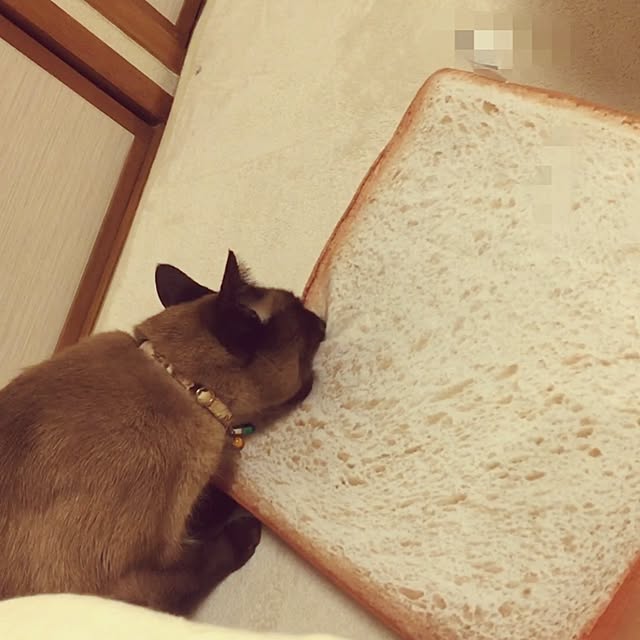 dodoさんの実例写真