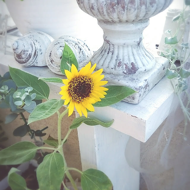 miho.okuさんの実例写真