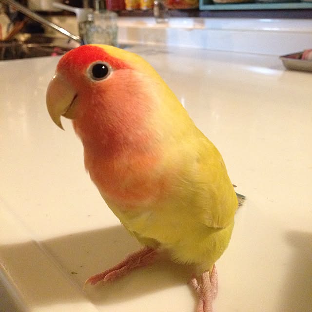Rikoさんの実例写真