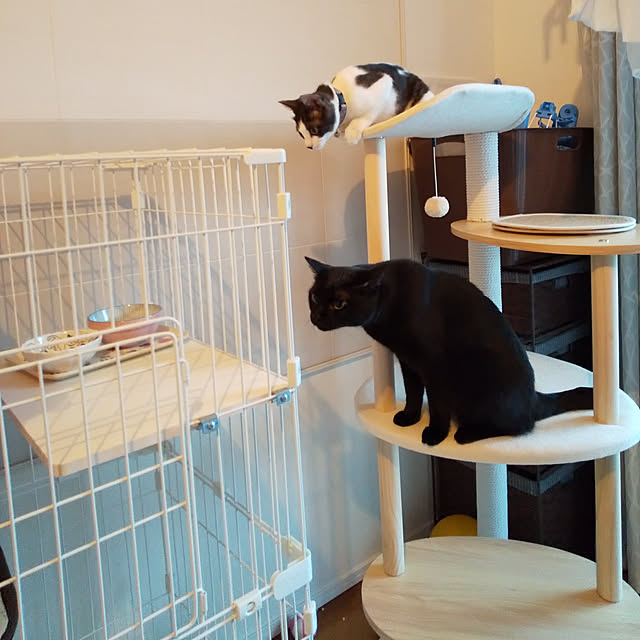 猫のゲージのインテリア実例 ｜ RoomClip（ルームクリップ）
