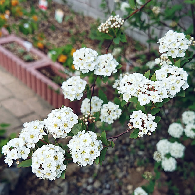 kokoaさんの実例写真
