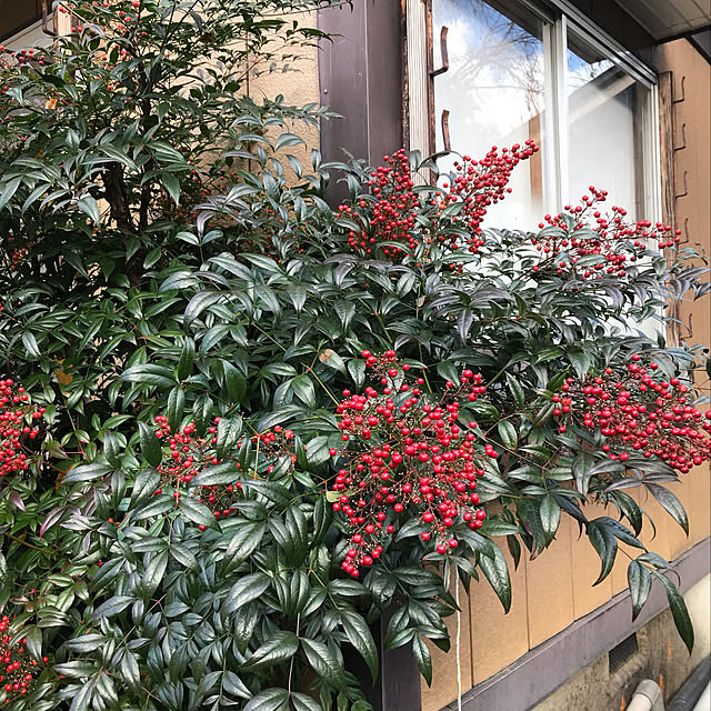 aoinokimiさんの実例写真
