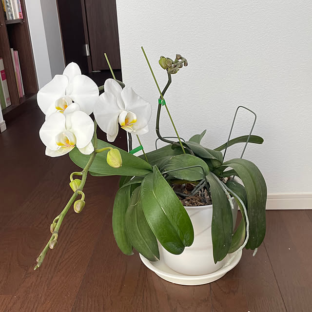 anaさんの部屋