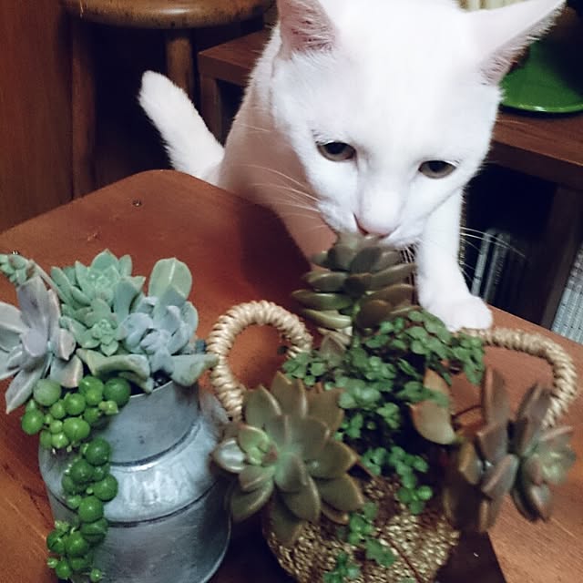 amifuuさんの実例写真