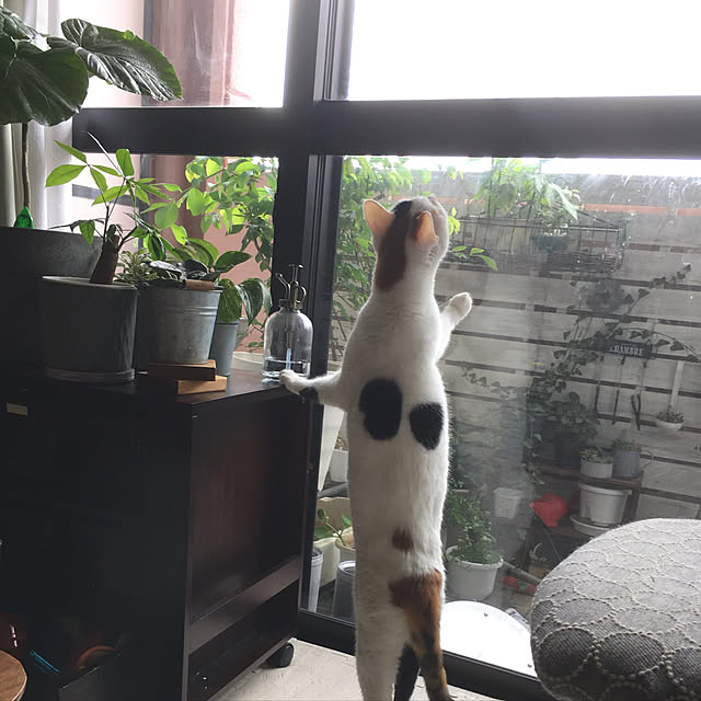 ichi.さんの実例写真