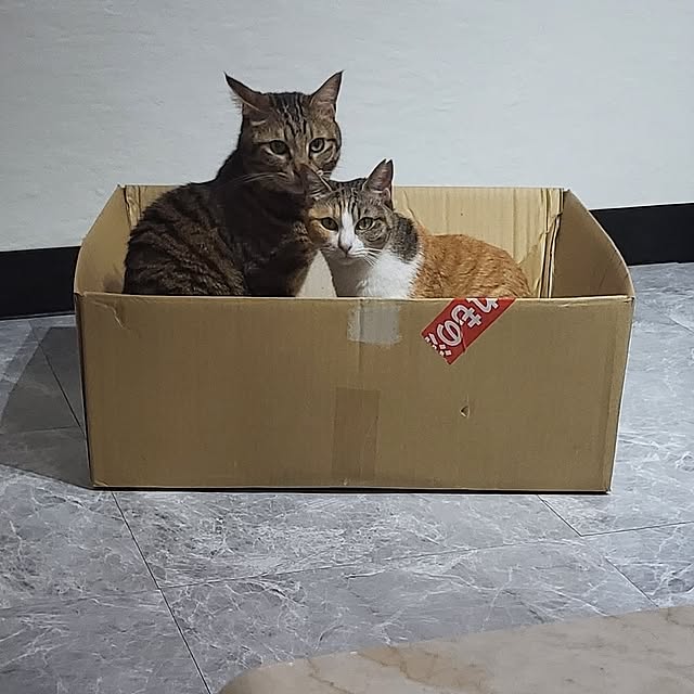 momoさんの実例写真