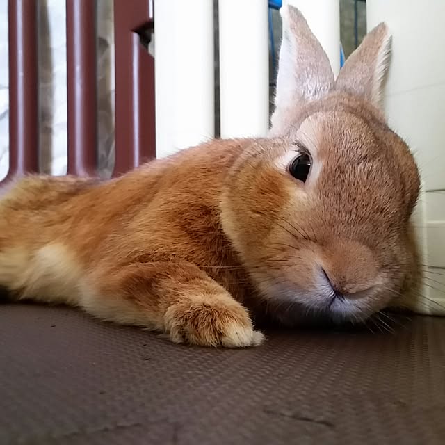 rabbitさんの実例写真