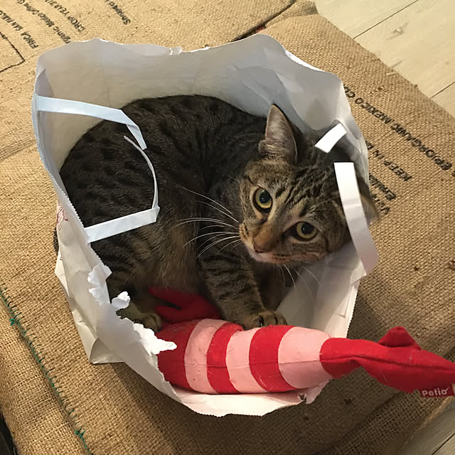 Mさんの実例写真