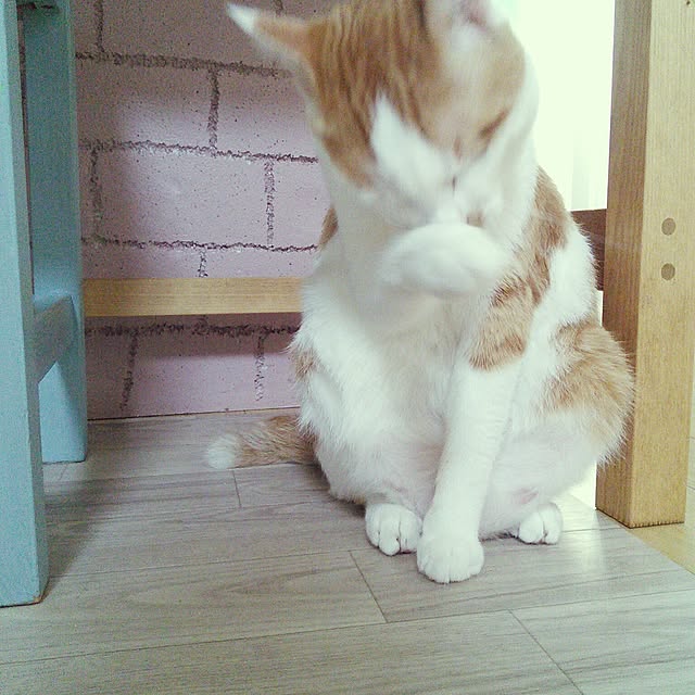 pouさんの実例写真