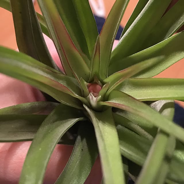 部屋全体/日替わり投稿企画!木曜日/植物/エアープランツ/いいね！コメント！うれしいです♥...などのインテリア実例 - 2017-05-25 19:07:07