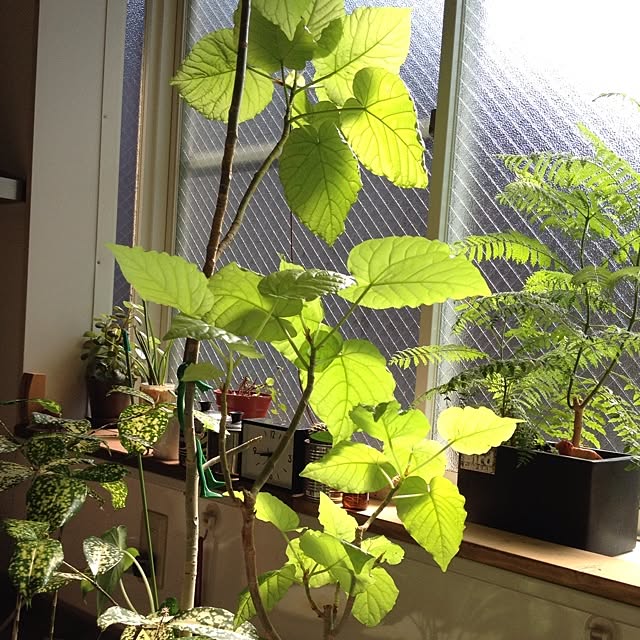 botanさんの実例写真