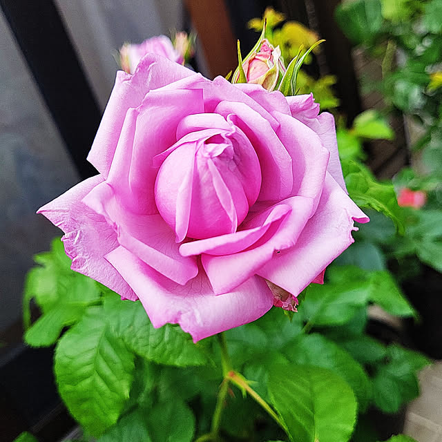 mimi828さんの実例写真