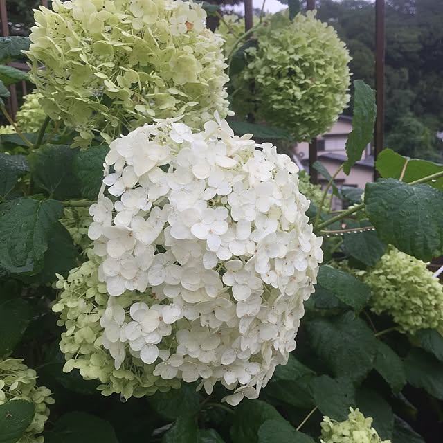 cooさんの実例写真