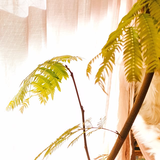 Yoko622さんの部屋