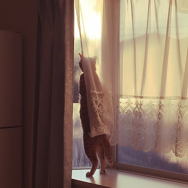 ykariさんの実例写真