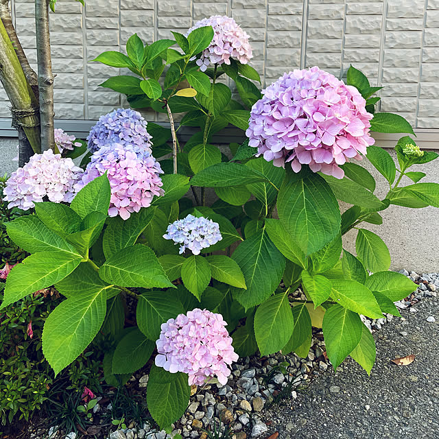 yumi.coroさんの実例写真