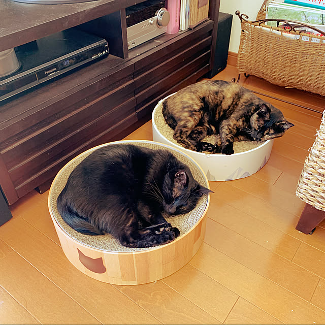 猫のつめとぎ/ねこのいる空間/ねこのいる日常/猫好き♡/猫と暮らす♪...などのインテリア実例 - 2022-02-27 15:06:28