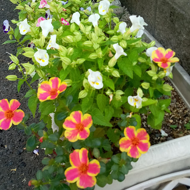 Yoshietanka3492さんの実例写真