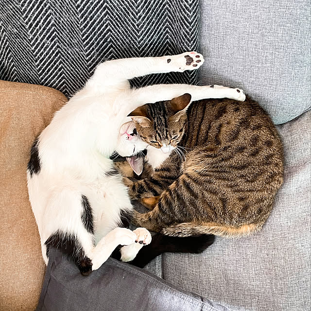 nobikoさんの実例写真