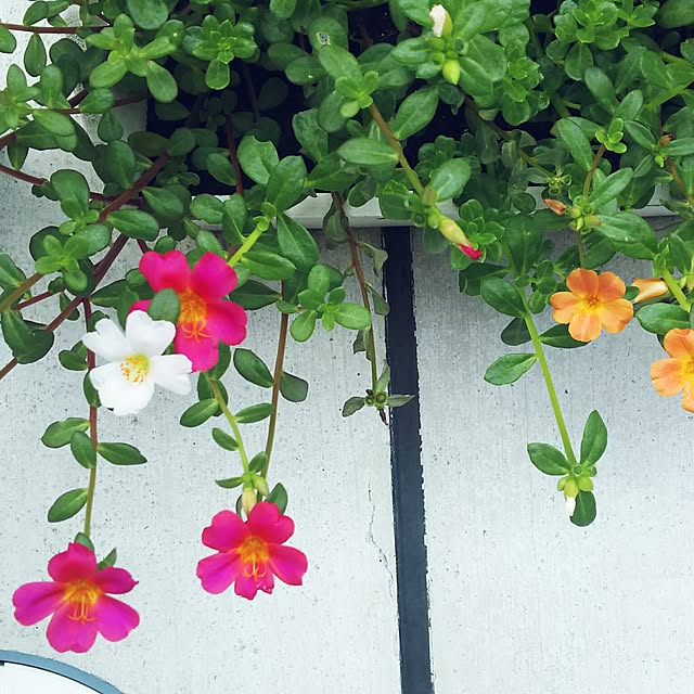 LKさんの実例写真