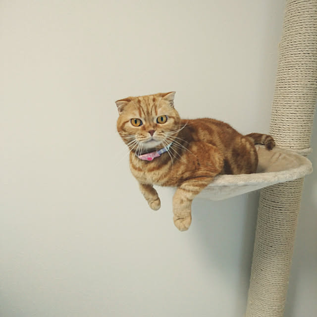 naoさんの実例写真
