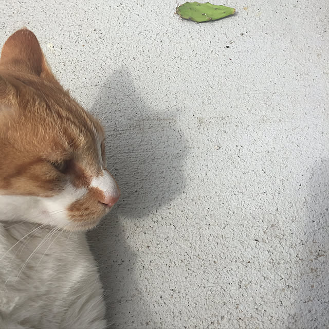 motimotinonikuさんの実例写真