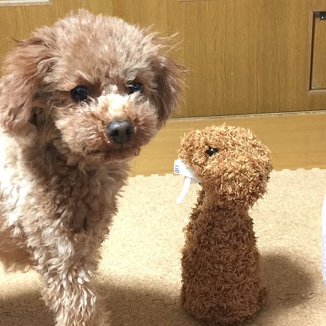 momonaさんの実例写真