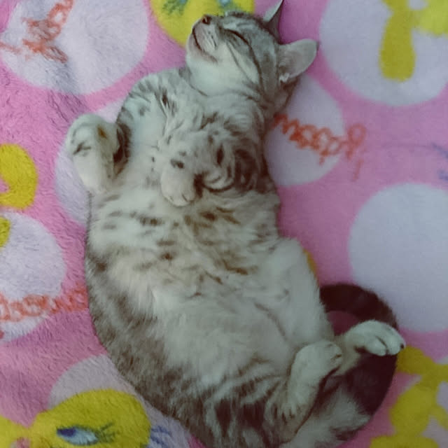 machikomamaさんの実例写真